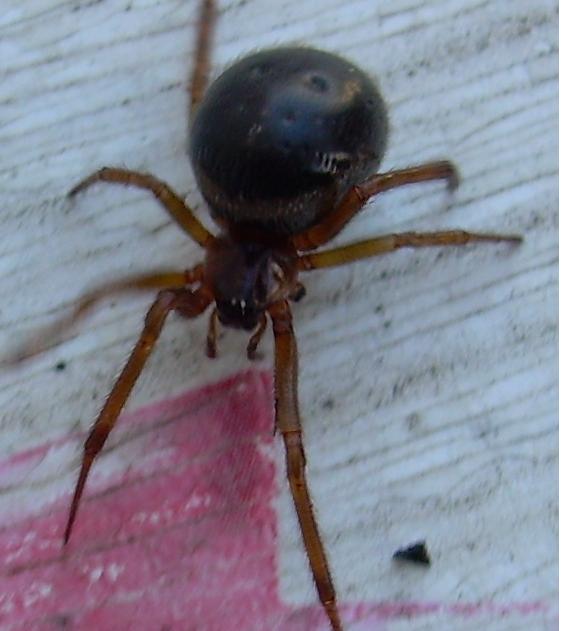 Steatoda nobilis